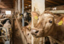 La OMS alerta  brotes de gripe aviar en el ganado y la leche cruda con “alta concentración” en EU