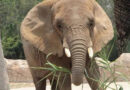 Inédito. Elefanta “más triste del mundo” gana amparo en México para que le briden mejores condiciones