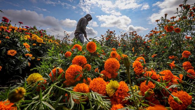 Ofrenda de flor de cempasúchil en Día de Muertos se cultiva en 14 estados  del país – 12 Horas de Veracruz