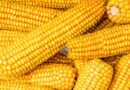 China cancela pedidos de maíz a Ucrania por sobreoferta interna y estímulos a los granjeros locales