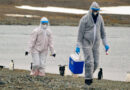 Investigan muerte de más de 500 pingüinos de Adelia por probable virus mortal de la gripe aviar