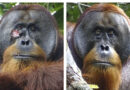 Observan por primera vez un orangután curarse con una planta medicinal una herida en el rostro