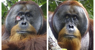 Observan por primera vez un orangután curarse con una planta medicinal una herida en el rostro