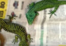 Arrestan a traficante de animales con un cargamento de 299 reptiles en extinción con destino a Japón