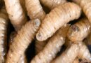 Gusano barrenador afecta a 30 de los 32 estados el país; insuficientes insectos estériles para abatir la plaga