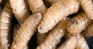Gusano barrenador afecta a 30 de los 32 estados el país; insuficientes insectos estériles para abatir la plaga