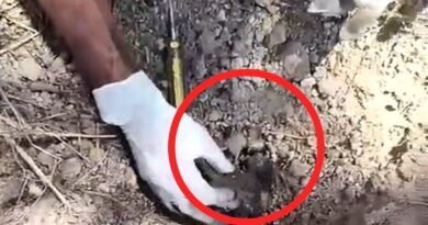Crisis de desaparecidos y forense: Buscadoras claman que “volteen a vernos” por crematorios en Jalisco
