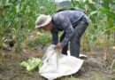 Demanda de agua para el sector agrícola aumenta en más del 16% en México: WWF