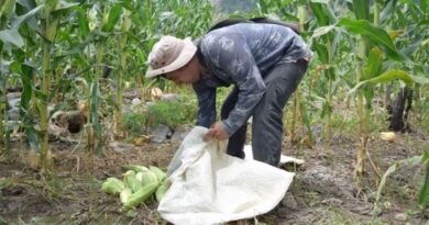 Demanda de agua para el sector agrícola aumenta en más del 16% en México: WWF