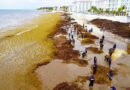 Hoteleros de la Riviera Maya promueven una industria del sargazo para reducir el impacto ambiental