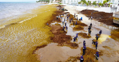 Hoteleros de la Riviera Maya promueven una industria del sargazo para reducir el impacto ambiental
