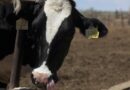 México suspende importación de ganado, bovinos y caprinos por gusano barrenador en 2 estados de EU