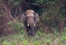 El elefante con historial de 25 muertes reaparece: Nepal enfrenta su fracaso en controlar a Dhurbe