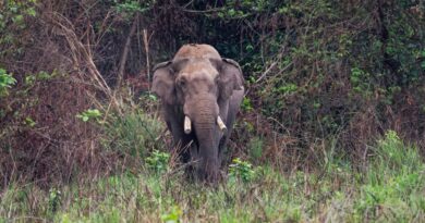 El elefante con historial de 25 muertes reaparece: Nepal enfrenta su fracaso en controlar a Dhurbe