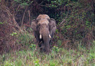 El elefante con historial de 25 muertes reaparece: Nepal enfrenta su fracaso en controlar a Dhurbe