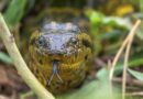 ‘Invasión’ amazónica desnuda fallas de control: anacondas, pirañas y aves exóticas avanzan sobre Uruguay