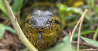 ‘Invasión’ amazónica desnuda fallas de control: anacondas, pirañas y aves exóticas avanzan sobre Uruguay