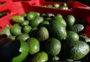 Empaques de exportación de aguacate queda en pausa a partir del 5 agosto por problemas de seguridad  