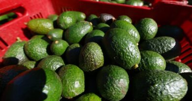 Empaques de exportación de aguacate queda en pausa a partir del 5 agosto por problemas de seguridad  