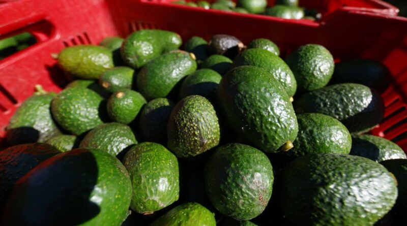 Empaques de exportación de aguacate queda en pausa a partir del 5 agosto por problemas de seguridad  