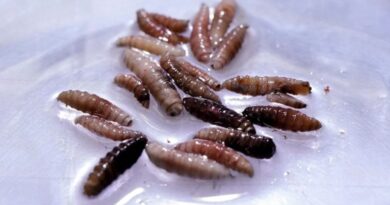 Gusano barrenador afecta a 30 de los 32 estados el país; insuficientes insectos estériles para abatir la plaga