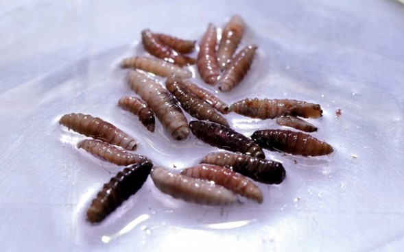 Gusano barrenador afecta a 30 de los 32 estados el país; insuficientes insectos estériles para abatir la plaga
