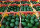 Importación de aguacate michoacano queda suspendido por inseguridad de los cárteles