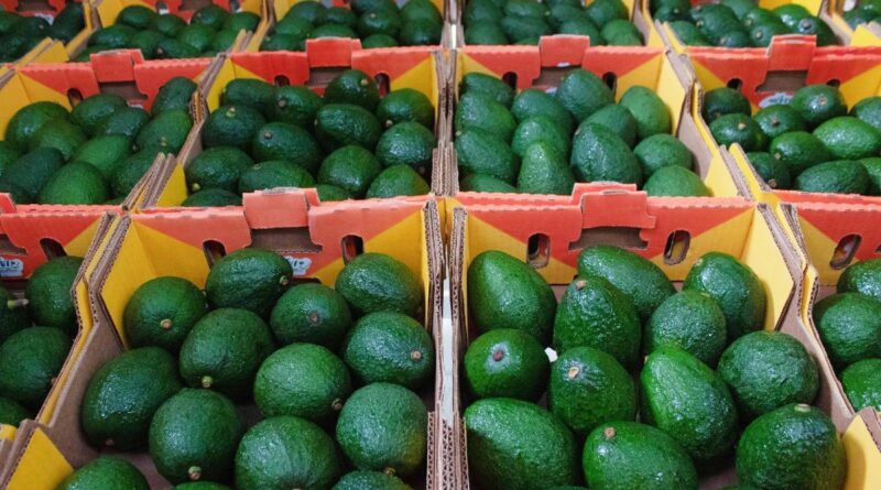 Importación de aguacate michoacano queda suspendido por inseguridad de los cárteles