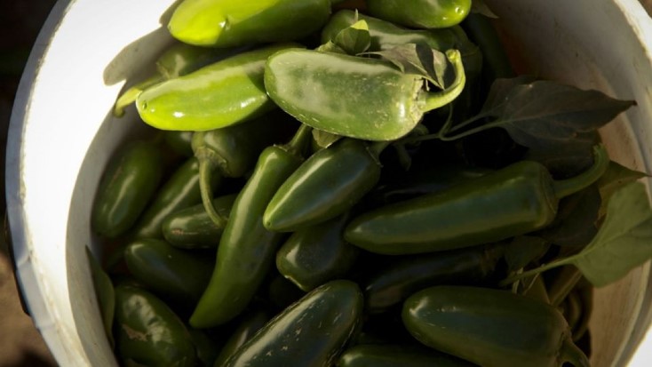 Surge otra bacteria ahora de Salmonela en 27 estados de EU originada en Chiles Jalapeños de Sinaloa
