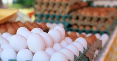 Retiran 19 millones de huevos por Salmonela del mercado en seis estados de EU