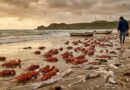 El mar expulsa langostas y calamares en Ecuador; ‘El Niño’ altera ecosistemas