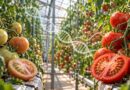 Mejoras agrícolas redujeron el sabor del tomate: estudio identifica cambios químicos y un gen olvidado