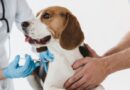 México endurece castigos por maltrato animal: multas de hasta 229 mil pesos y arrestos de 36 horas