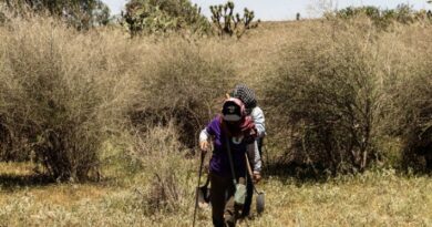 ONU pide garantías y protección ante asesinatos y desapariciones de buscadoras