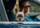Propietarios de perros confunden signos de dolor con estrés o miedo