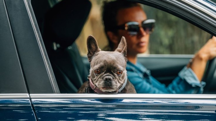 Propietarios de perros confunden signos de dolor con estrés o miedo