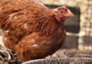 Visones infectados con H5N1 ponen en alerta a autoridades por riesgo laboral y falta de protocolos