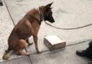 Binomio canino descubre cargamento de droga camuflado en equipo de videojuegos en el AICM