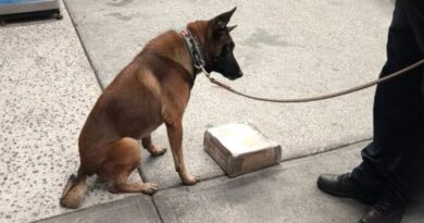 Binomio canino descubre cargamento de droga camuflado en equipo de videojuegos en el AICM