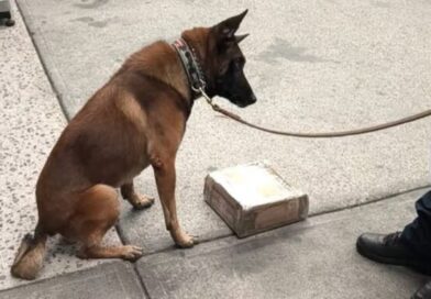 Binomio canino descubre cargamento de droga camuflado en equipo de videojuegos en el AICM