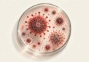 Crean con inteligencia artificial un virus para tratar una infección humana resistente