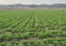 FDA liga brote de ciclosporiasis a lechuga iceberg producida por Taylor Farms en Guanajuato