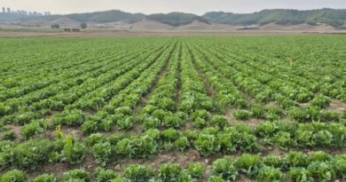 FDA liga brote de ciclosporiasis a lechuga iceberg producida por Taylor Farms en Guanajuato