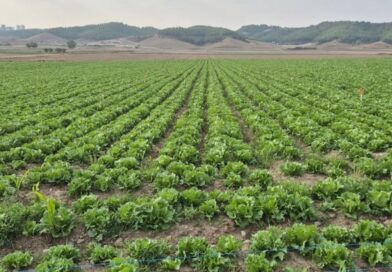 FDA liga brote de ciclosporiasis a lechuga iceberg producida por Taylor Farms en Guanajuato